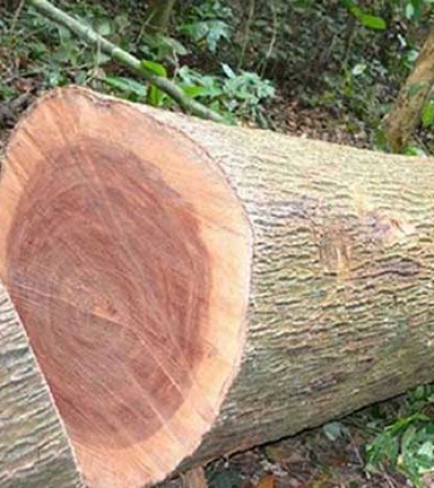 Tìm hiểu về gỗ xoan đào và những ưu, nhược điểm của gỗ xoan đào