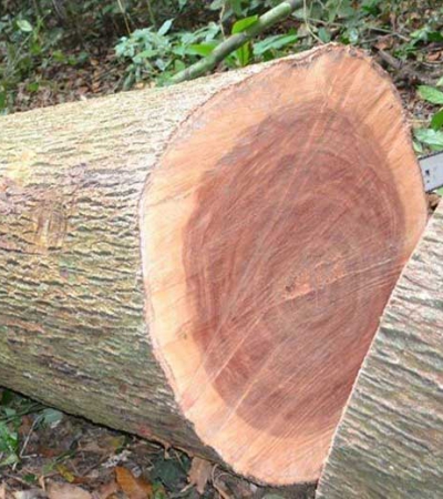 Tìm hiểu về gỗ sa mu và ứng dụng của gỗ sa mu