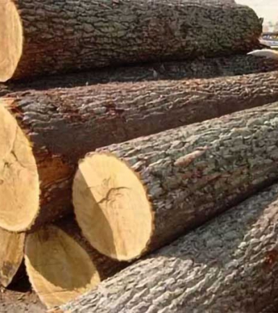 Tìm hiểu về gỗ xá xị và ứng dụng của gỗ xá xị trong đời sống